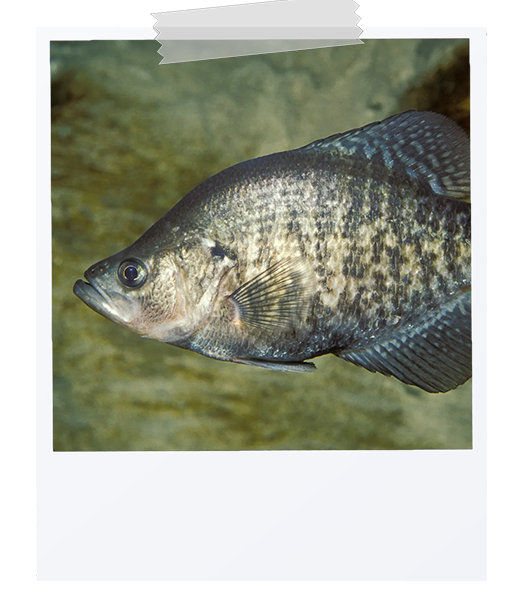picture of a white crappie